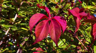 Sonbaharda bahçede yeşil yapraklara karşı yabani üzümlerden oluşan Burgundy kırmızı yaprakları