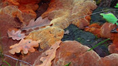 Phellinus Robustus - Parktaki eski bir meşe ağacının kütüğünde kavrulan mantar