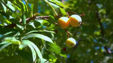 Whitebeam, rowan Sorbus sp. - Sonbaharda bir parkta tohumlu büyük sarı meyveler, Ukrayna