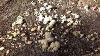 Bölünmüş solungaçlı mantar şizofreni komünü - Ukrayna 'da bir bahçede eski bir meşe ağacının gövdesinde saprofitik ahşap mantar