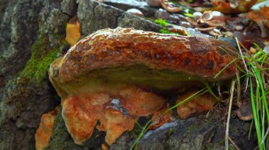 Phellinus robustus - safirtik ahşap mantar bir bahçede yaşlı bir meşe ağacının kütüğünde