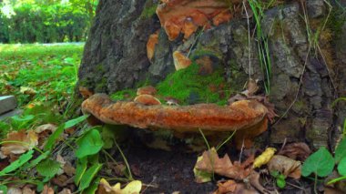 Phellinus robustus - safirtik ahşap mantar bir bahçede yaşlı bir meşe ağacının kütüğünde