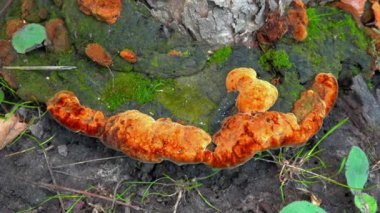 Phellinus robustus - safirtik ahşap mantar bir bahçede yaşlı bir meşe ağacının kütüğünde