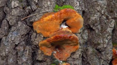 Phellinus robustus - safirtik ahşap mantar bir bahçede yaşlı bir meşe ağacının kütüğünde