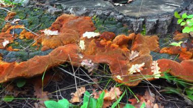 Phellinus robustus - safirtik ahşap mantar bir bahçede yaşlı bir meşe ağacının kütüğünde