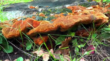 Phellinus robustus - safirtik ahşap mantar bir bahçede yaşlı bir meşe ağacının kütüğünde