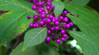 Beautyberry Callicarpa ikilemi - Ukrayna 'nın Odessa kentindeki bir parkta sonbaharda süslü bir çalıda mor meyveler