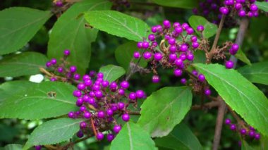 Beautyberry Callicarpa ikilemi - Ukrayna 'nın Odessa kentindeki bir parkta sonbaharda süslü bir çalıda mor meyveler