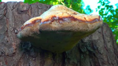 Tinder mantarı - Fomes fomentarius, Tinder mantarı bahçedeki meşe ağacı kütüğünde