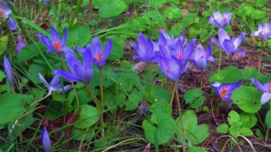 Sonbahar çiçeği - Crocus sativus, sonbaharın mor çiçekleri bir bahçede çiçek açan krukus