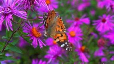 Kelebek boyalı kadın (Vanessa cardui) bahçedeki sonbahar çiçeklerinden nektar toplar.
