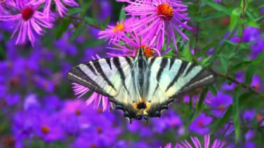 Kırlangıç, Iphiclides podalirius, kelebek, Ukrayna 'daki bir bahçede kırmızı paskalya çiçeklerinde nektar toplar.