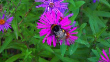 Büyük bir yaban arısı, bahçedeki süs makinesinin çiçeklerinde nektar toplar.
