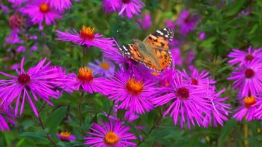 Kelebek boyalı kadın (Vanessa cardui) bahçedeki sonbahar çiçeklerinden nektar toplar.