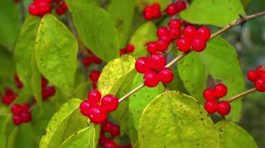 Amur hanımeli Lonicera maackii, ağaçtaki kırmızı böğürtlen bahçedeki yeşil yaprakların arka planında