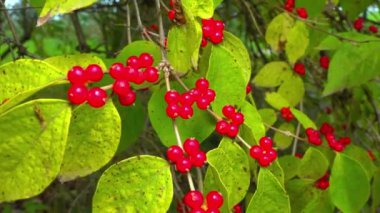 Amur hanımeli Lonicera maackii, ağaçtaki kırmızı böğürtlen bahçedeki yeşil yaprakların arka planında