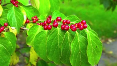Amur hanımeli Lonicera sp., Bahçedeki yeşil yaprakların arka planına karşı ağaçta kırmızı böğürtlen