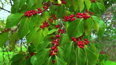 Amur hanımeli Lonicera sp., Bahçedeki yeşil yaprakların arka planına karşı ağaçta kırmızı böğürtlen