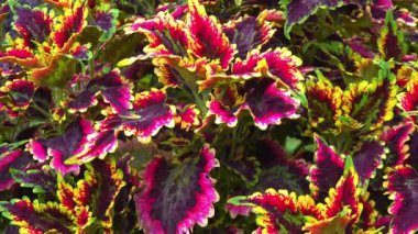 Coleus 'un Cultivar' ı - hullwort, spurflower, flybush, kirpi çiçeği - bahçesinde renkli parlak yaprakları olan süs bitkisi