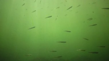 Karadeniz 'de büyük ölçekli kum eridi - Atherina Pontika- balık sürüsü Karadeniz' in çamurlu sularında yüzüyor ve besleniyor