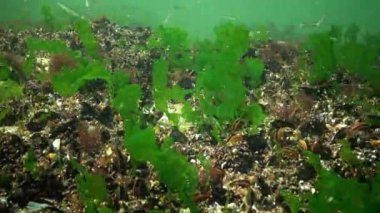 Karadeniz 'de büyük ölçekli kum eridi - Atherina pontica, balık sürüsü deniz tabanında yüzüyor ve yosunlarla besleniyor, Karadeniz