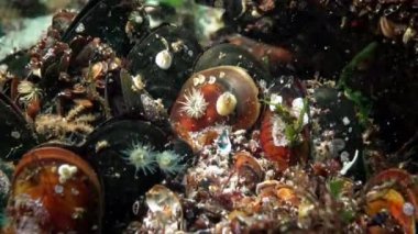 Turuncu çizgili yeşil deniz şakayığı Diadumene lineata, küçük bir aktinya - Karadeniz 'de bir istilacı, Odessa Körfezi