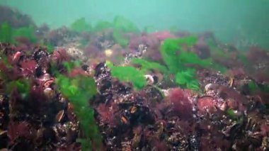 Karadeniz 'deki deniz tabanında midyelerle kaplanmış kayaların üzerinde kırmızı ve yeşil algler.