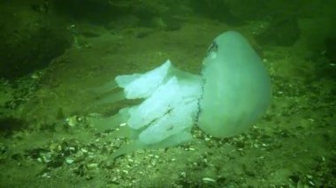 Rhizostoma pulmo - Rhizostomatidae, yaşlı denizanası kıştan önce Karadeniz 'de ölüyor.