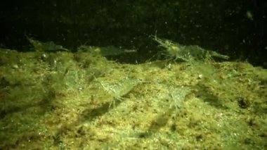 Baltık karidesi olarak da bilinir. Karadeniz 'de deniz tabanındaki kayalarda karides kümesi.