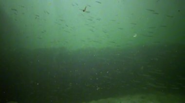 Karadeniz 'de büyük ölçekli kum eridi - Atherina Pontika- balık sürüsü Karadeniz' in çamurlu sularında yüzüyor ve besleniyor