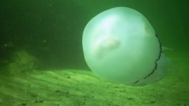 Rhizostoma pulmo - Rhizostomatidae, denizanası su kolonunda yüzer ve plankton, Karadeniz 'de filtreler ve yer.