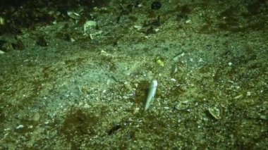 Karadeniz 'de büyük ölçekli kum eridi (Atherina pontica), Karadeniz' de deniz tabanında süzülen ölü balık.