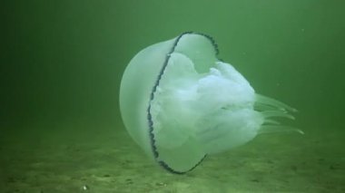 Rhizostoma pulmo - Rhizostomatidae, denizanası su kolonunda yüzer ve plankton, Karadeniz 'de filtreler ve yer.