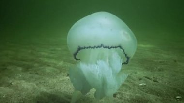 Rhizostoma pulmo - Rhizostomatidae, denizanası su kolonunda yüzer ve plankton, Karadeniz 'de filtreler ve yer.