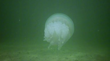 Rhizostoma pulmo - Rhizostomatidae, denizanası su kolonunda yüzer ve plankton, Karadeniz 'de filtreler ve yer.