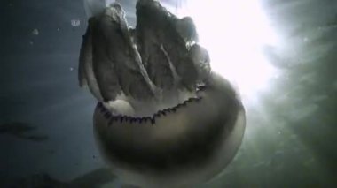 Rhizostoma pulmo - Rhizostomatidae, denizanası suda yüzer ve planktonları güneş ışınlarının ve Karadeniz 'deki küçük balıkların arka planında yakalar.