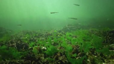Karadeniz 'de deniz yosunları arasında büyük ölçekli kum eridi (Atherina pontica).