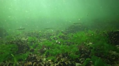 Karadeniz 'de deniz yosunları arasında büyük ölçekli kum eridi (Atherina pontica).