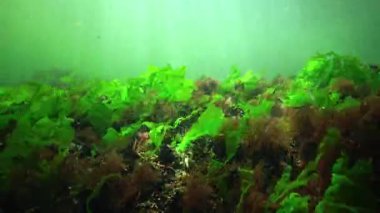 Karadeniz 'deki deniz tabanında midyelerle kaplanmış kayaların üzerinde kırmızı ve yeşil algler.