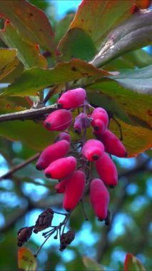 Barberry Berberis sp., Ukrayna 'da yeşil yaprakların arka planında bir çukur ile sulu kırmızı meyveler