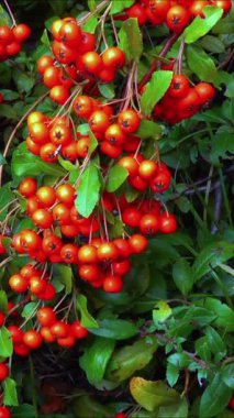 Pyracantha Şp. - Süslü bitkiler kırmızı - Bahçede tohumlu sarı meyveler