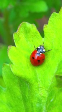 Coccinella septempunctata - yaygın uğur böceği, yeşil yapraklı yaprak bitleriyle beslenen yırtıcı kırmızı böcek