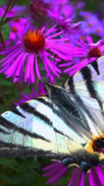 Kırlangıç, Iphiclides podalirius, kelebek, bir bahçede kırmızı paskalya çiçekleri üzerinde nektar toplar.