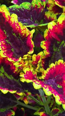 Coleus 'un Cultivar' ı - hullwort, spurflower, flybush, kirpi çiçeği - bahçesinde renkli parlak yaprakları olan süs bitkisi