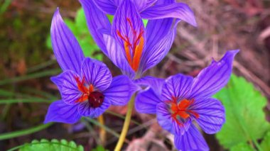 Güz böceği - Crocus sativus, yaygın uğur böceği Coccinella septempunctata - bir çiçekte saklanan kırmızı böcek