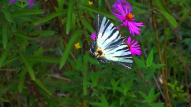 Kırlangıç, Iphiclides podalirius, kelebek, bir bahçede kırmızı paskalya çiçekleri üzerinde nektar toplar.