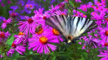 Kırlangıç, Iphiclides podalirius, kelebek, bir bahçede kırmızı paskalya çiçekleri üzerinde nektar toplar.