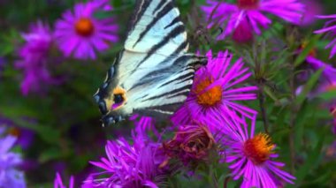 Kırlangıç, Iphiclides podalirius, kelebek, Ukrayna 'daki bir bahçede kırmızı paskalya çiçeklerinde nektar toplar.