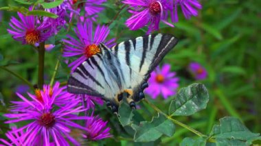 Kırlangıç, Iphiclides podalirius, kelebek, bir bahçede kırmızı paskalya çiçekleri üzerinde nektar toplar.