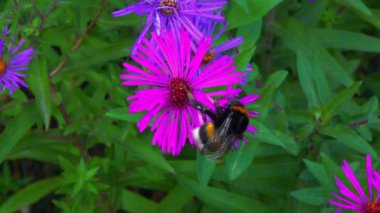 Büyük bir yaban arısı, bahçedeki süs makinesinin çiçeklerinde nektar toplar.